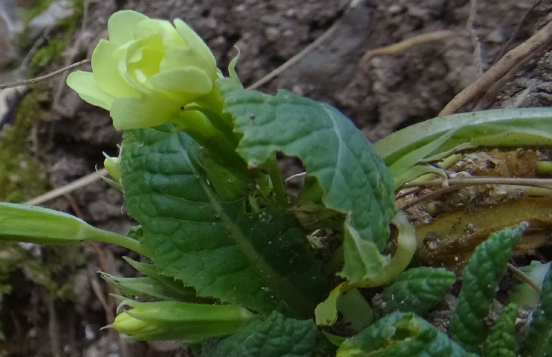 Primula vulgaris ? s